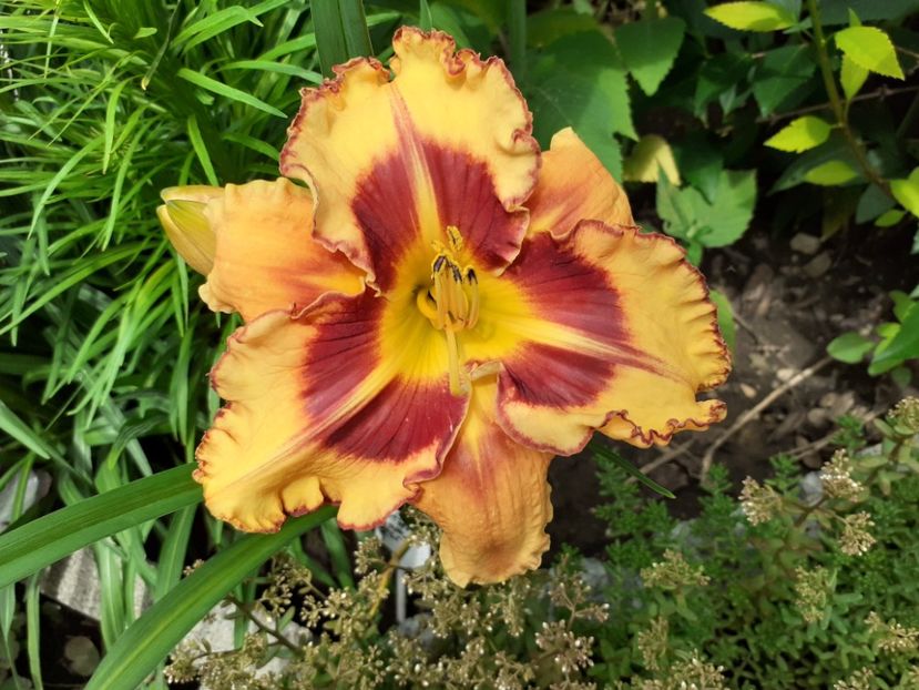  - Hemerocallis 2022