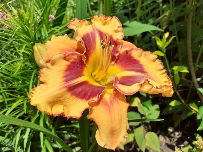  - Hemerocallis 2022