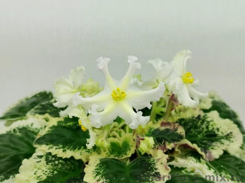 ЛЕ-БРИЗИНГИДА - DORINTE