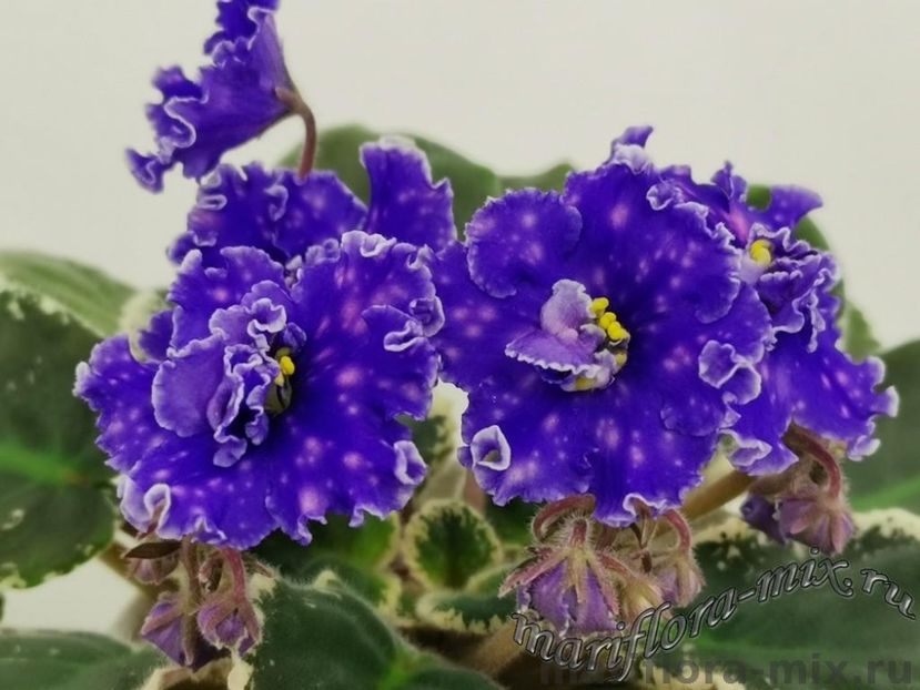 ЕК-ВАЛЬС СВЕТЛЯЧКОВ - DORINTE