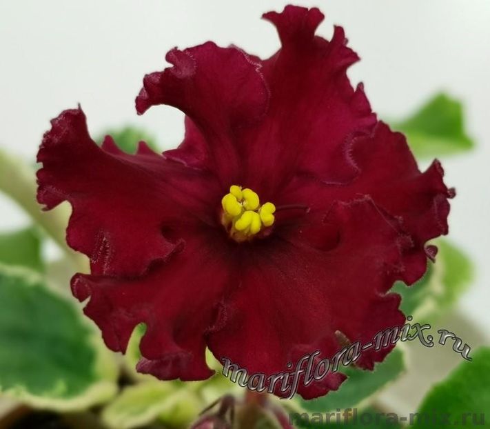 ЛФ-ФРИДА - DORINTE