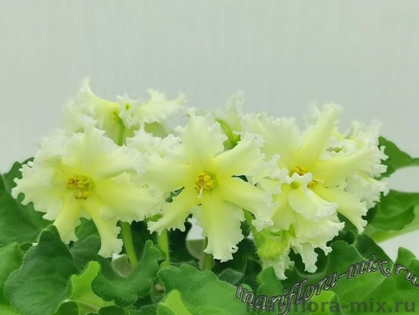 ЕК-СВЕЧИ НА ВЕТРУ - DORINTE