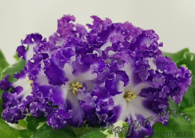 НД-МАГЕЛЛАНОВО ОБЛАКО - DORINTE