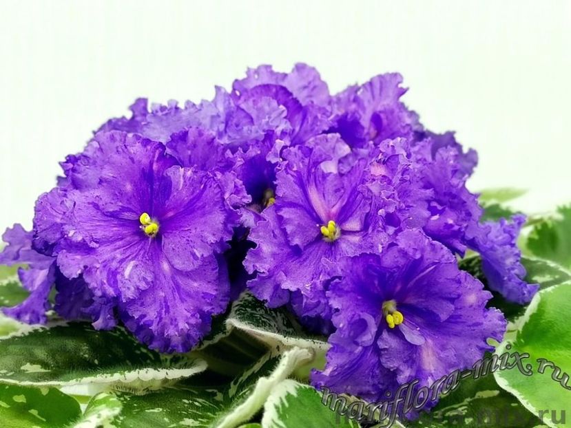 РС-СИЦИЛИЯ - DORINTE