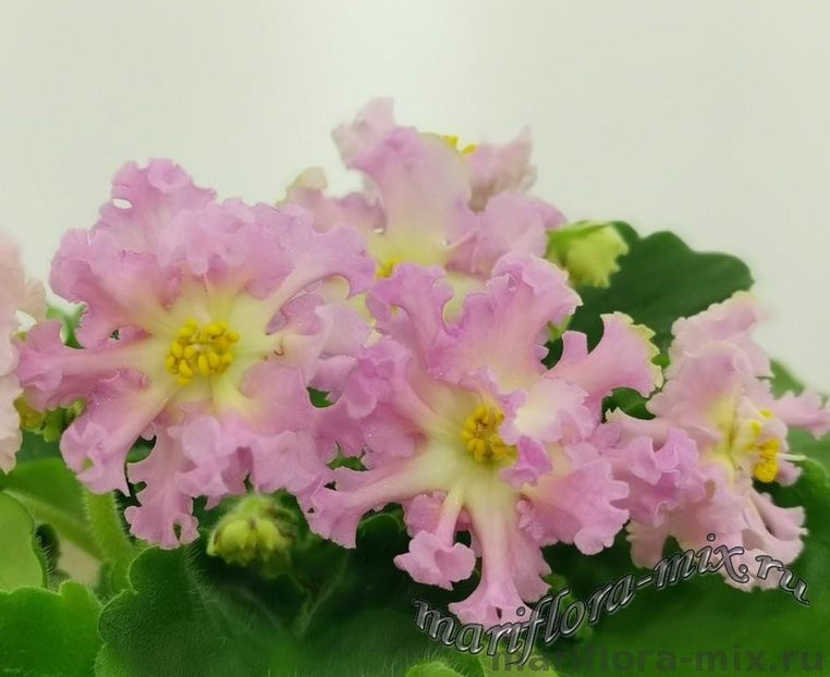 РМ-СОЛНЫШКО ИЮЛЯ - DORINTE