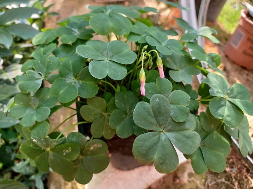 oxalis rubra - Oxalis 2022