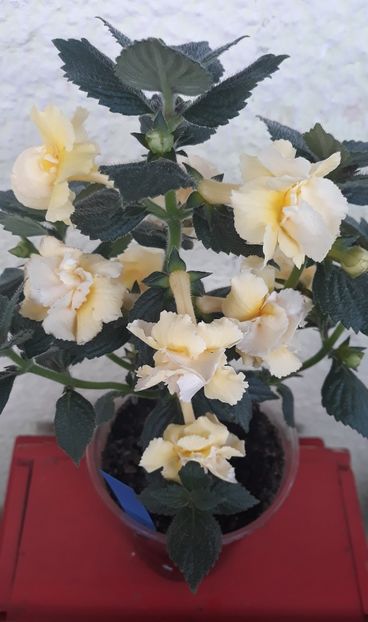  - 0001 2022 - BriD s LIMONELLA