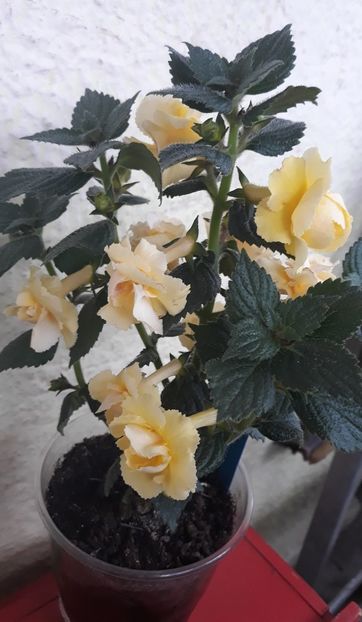  - 0001 2022 - BriD s LIMONELLA