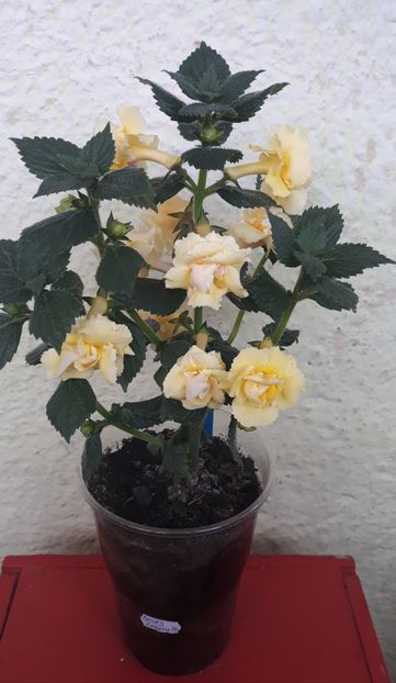  - 0001 2022 - BriD s LIMONELLA