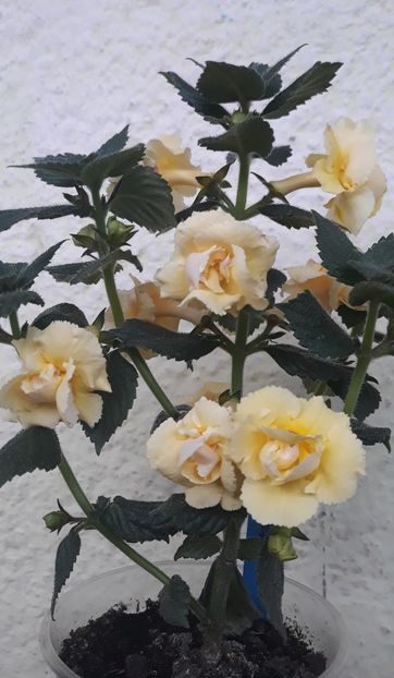  - 0001 2022 - BriD s LIMONELLA