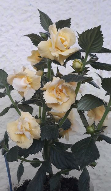  - 0001 2022 - BriD s LIMONELLA