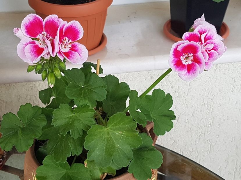  - Spĺash pierduta 2024