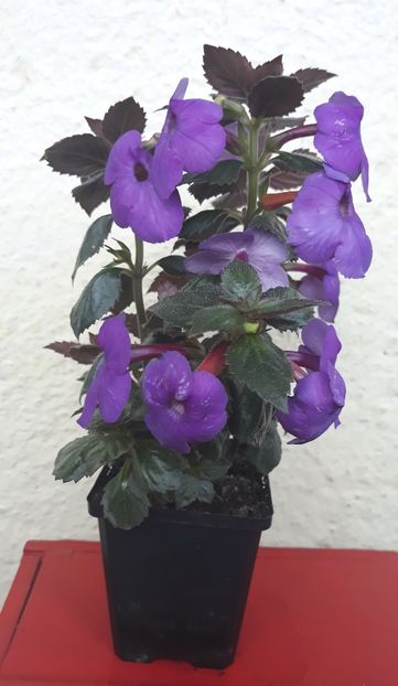  - 0001 2022 - BriD s Jolanda