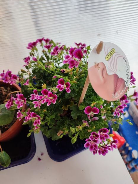  - My mother s flowers