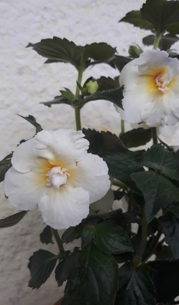  - 0001 2022 - BriD s MADELENA