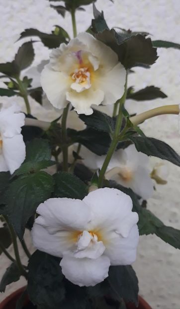  - 0001 2022 - BriD s MADELENA