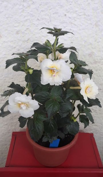  - 0001 2022 - BriD s MADELENA