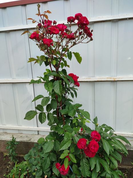  - My mother s flowers