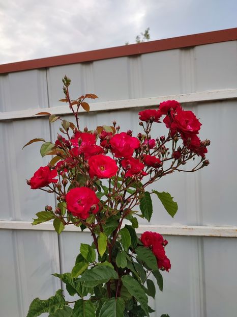  - My mother s flowers