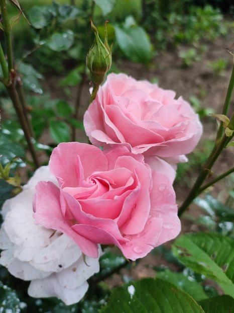  - My mother s flowers