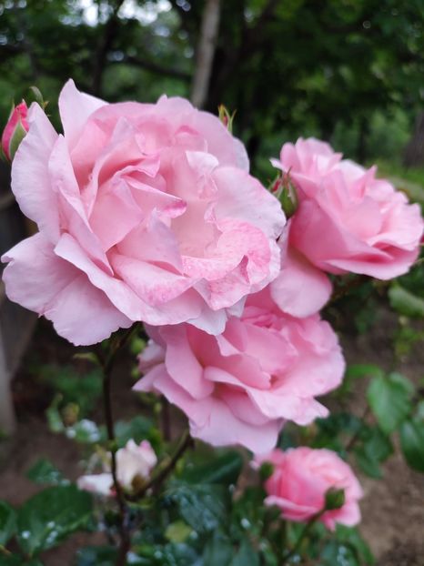  - My mother s flowers