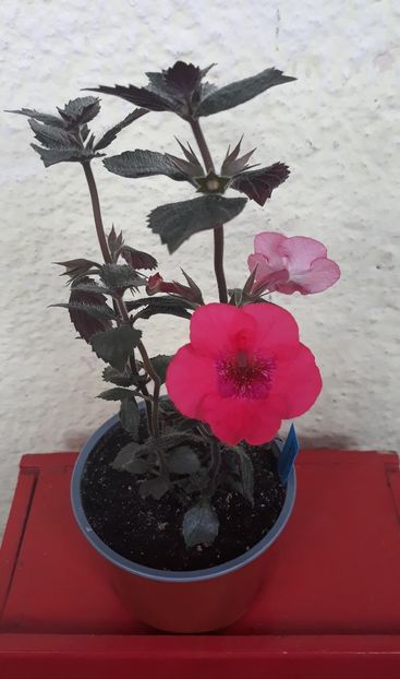 2022 - 0001 2022 - Red Spectacular