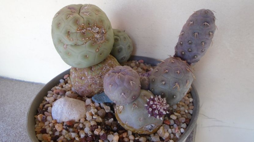  - Cactusi 2022