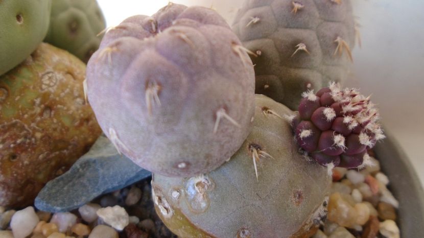  - Cactusi 2022