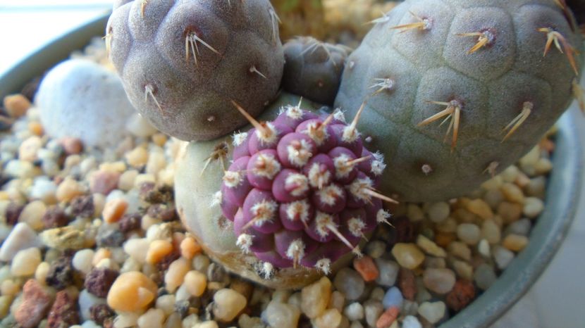  - Cactusi 2022