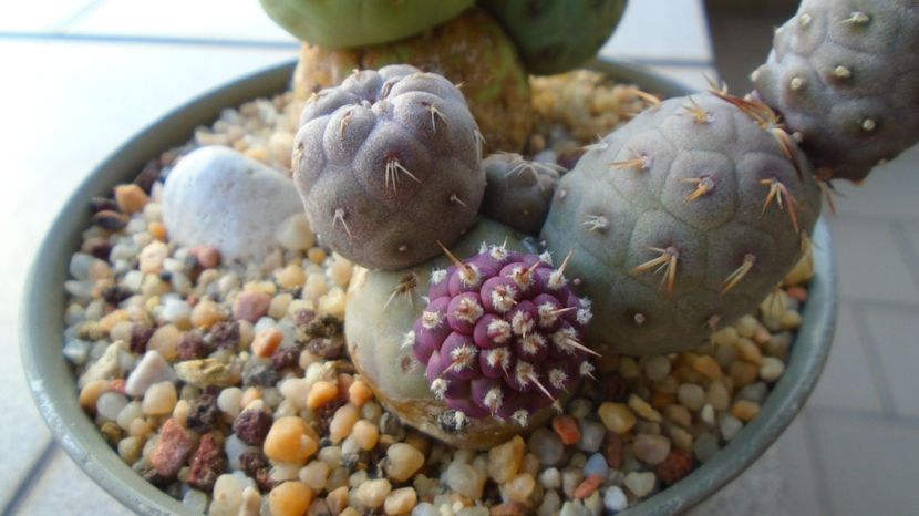  - Cactusi 2022