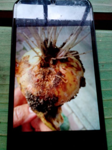  - AJUTOR legumicultura