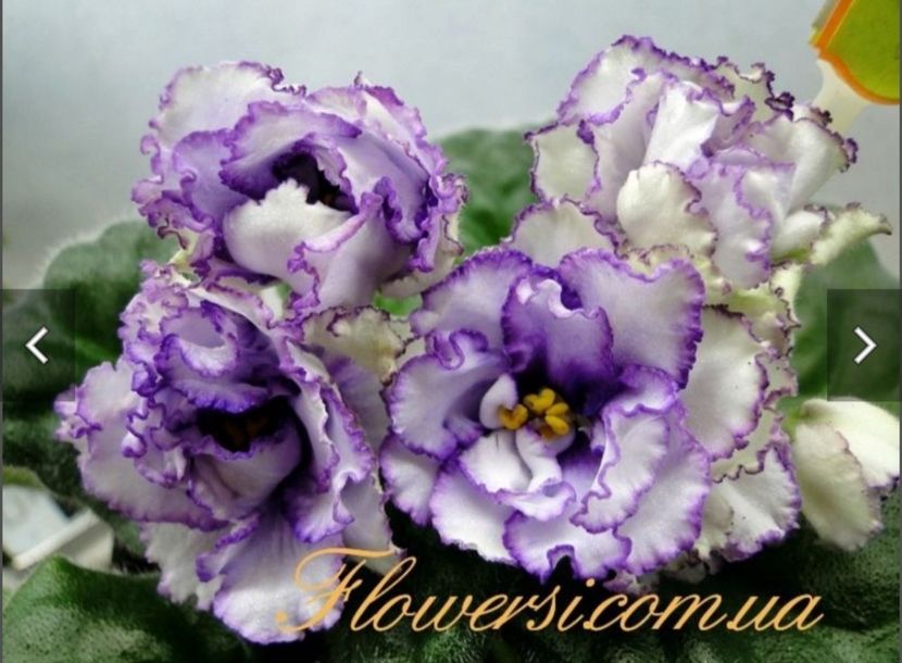 RS Grace   7 lei - AA Poze net