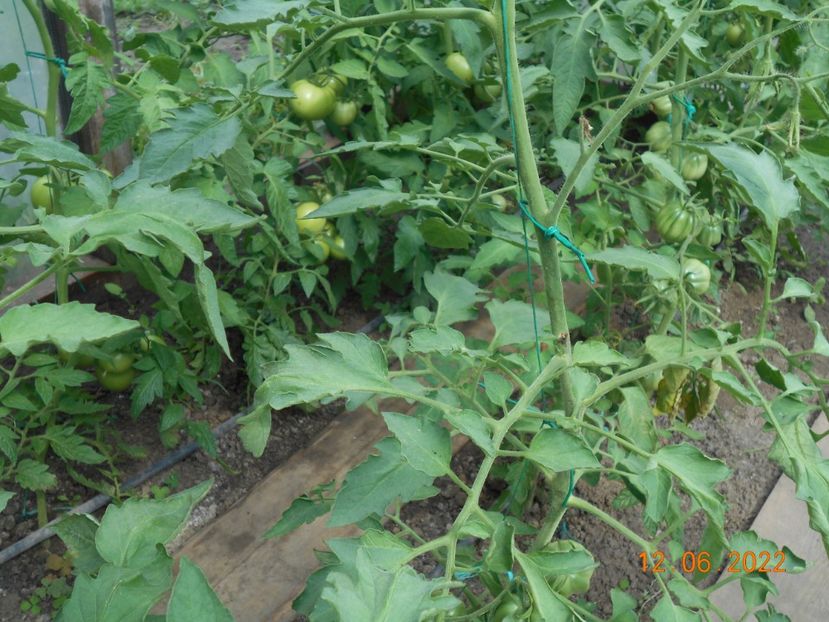  - 02 Gradina de legume 2022