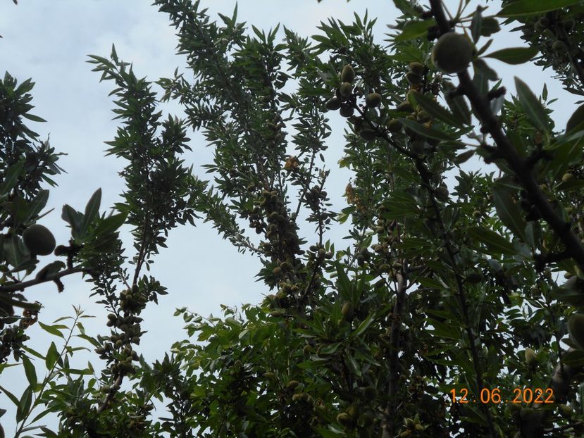  - 02 Gradina de legume 2022