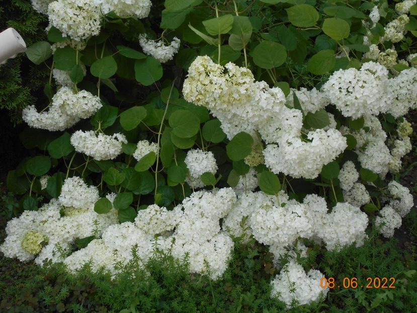  - 02 Azalee-rhododendroni-heleborusi-hortensii-hoste 2022