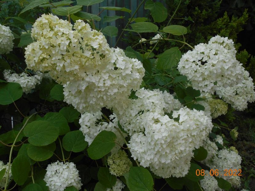  - 02 Azalee-rhododendroni-heleborusi-hortensii-hoste 2022