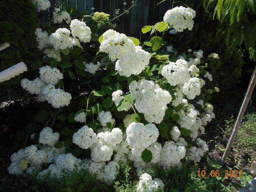  - 02 Azalee-rhododendroni-heleborusi-hortensii-hoste 2022