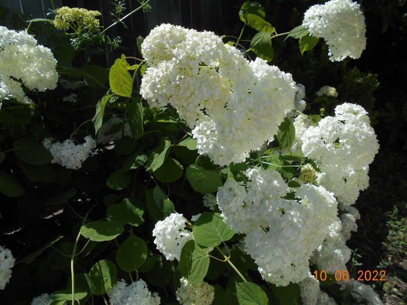  - 02 Azalee-rhododendroni-heleborusi-hortensii-hoste 2022