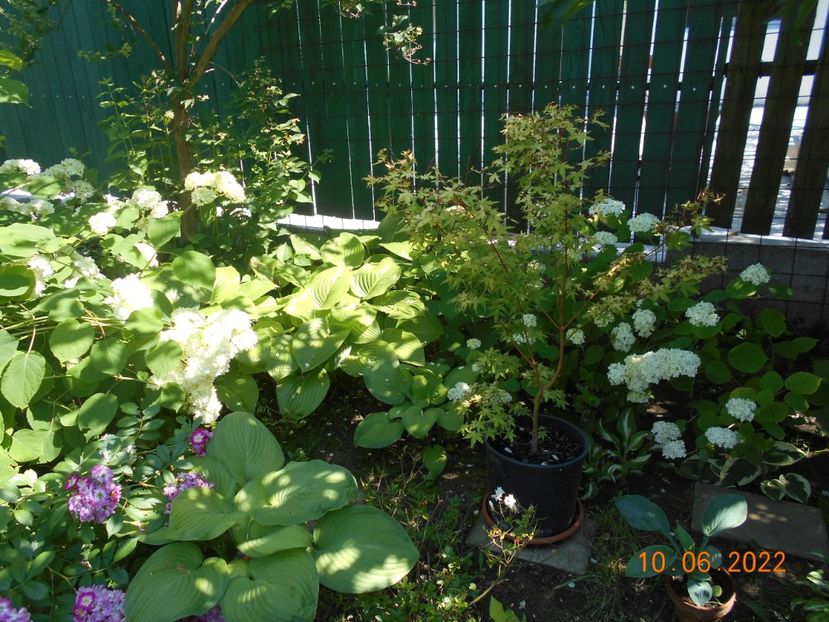  - 02 Azalee-rhododendroni-heleborusi-hortensii-hoste 2022