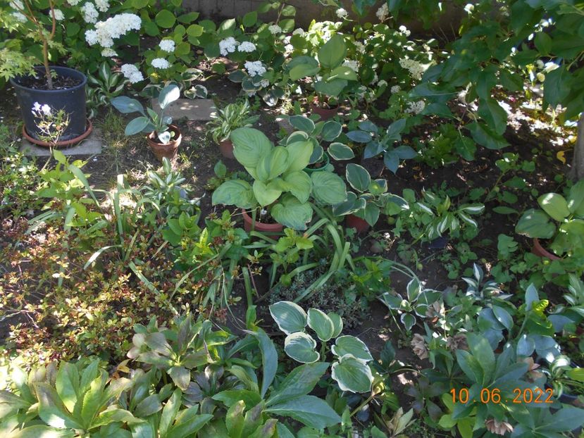  - 02 Azalee-rhododendroni-heleborusi-hortensii-hoste 2022