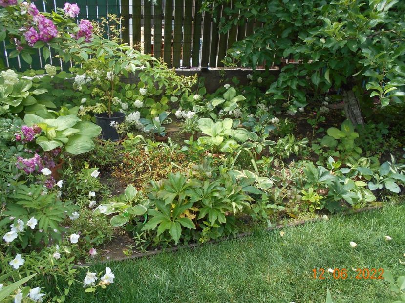  - 02 Azalee-rhododendroni-heleborusi-hortensii-hoste 2022