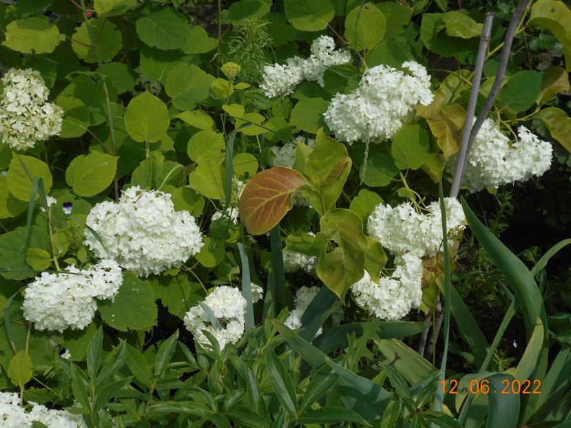  - 02 Azalee-rhododendroni-heleborusi-hortensii-hoste 2022