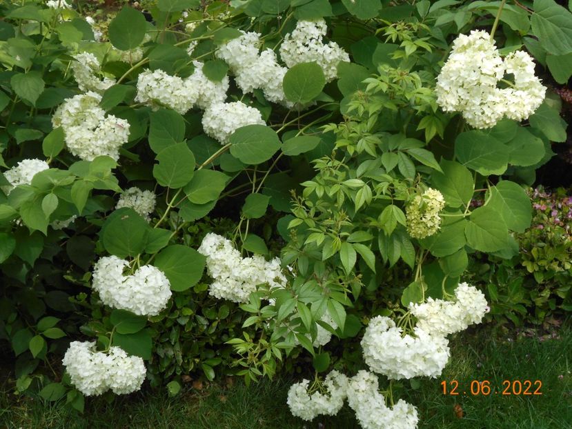  - 02 Azalee-rhododendroni-heleborusi-hortensii-hoste 2022