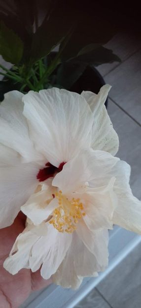 received_723281672241014 - Hibiscusii