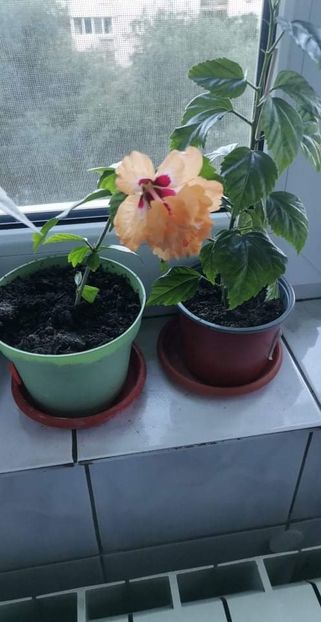 received_422015619472364 - Hibiscusii