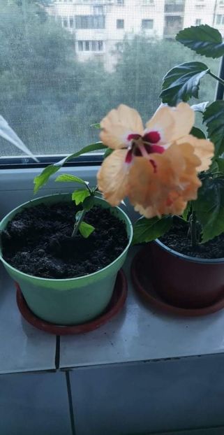 received_414206040583731 - Hibiscusii