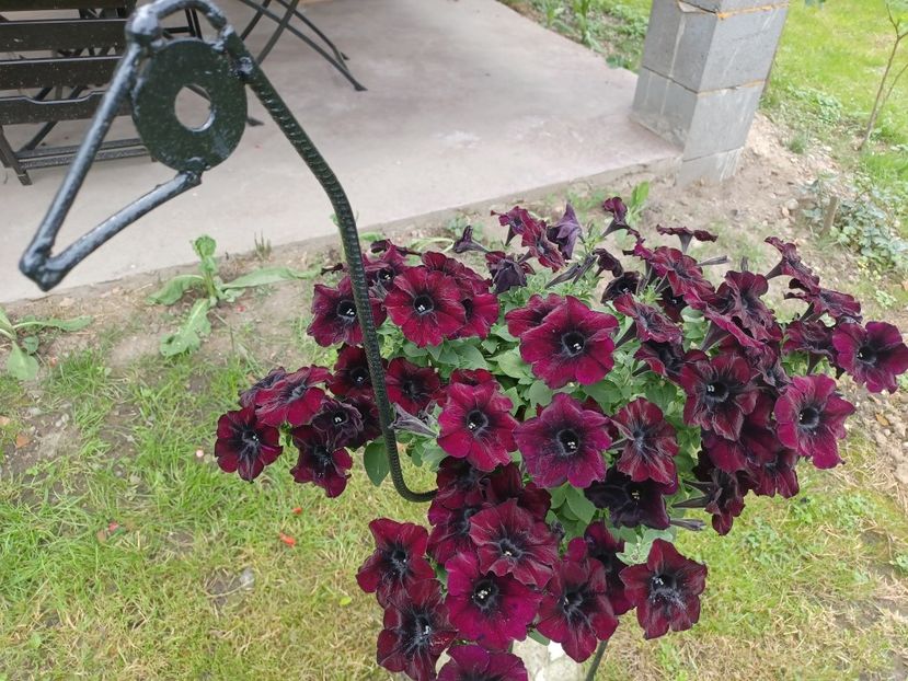 - Petunii 2022