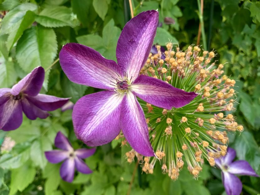  - Grădina 2022 continuare 2