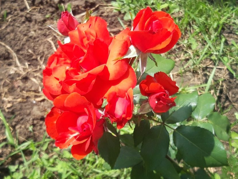  - Trandafiri 2022
