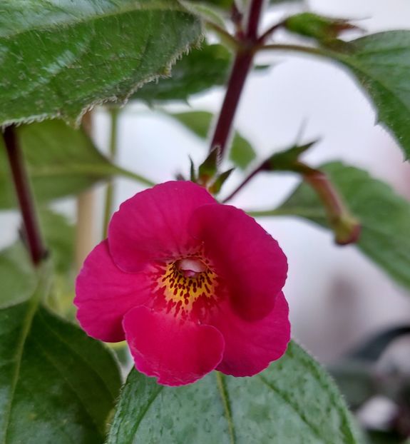HEART CHOISE - AAA RIZOMI ACHIMENES DISPONIBILI -2023